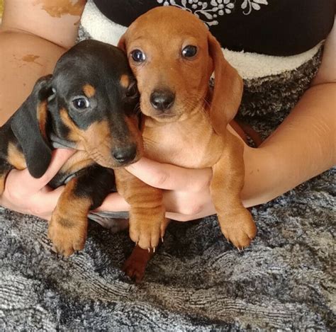 2 Adopt a Pet 3. . Dachshund puppies for sale in pa under 500